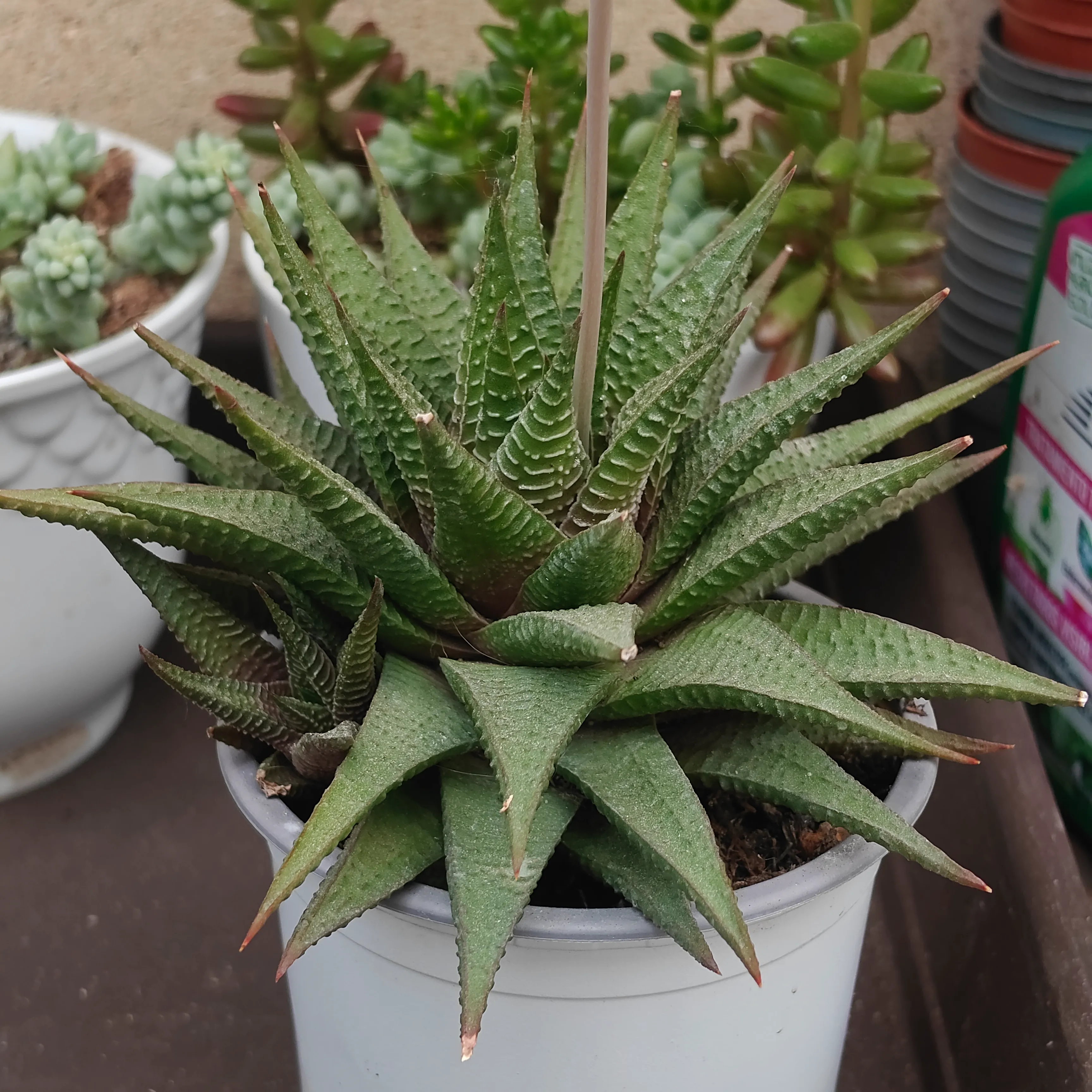 Haworthiopsis limifolia
