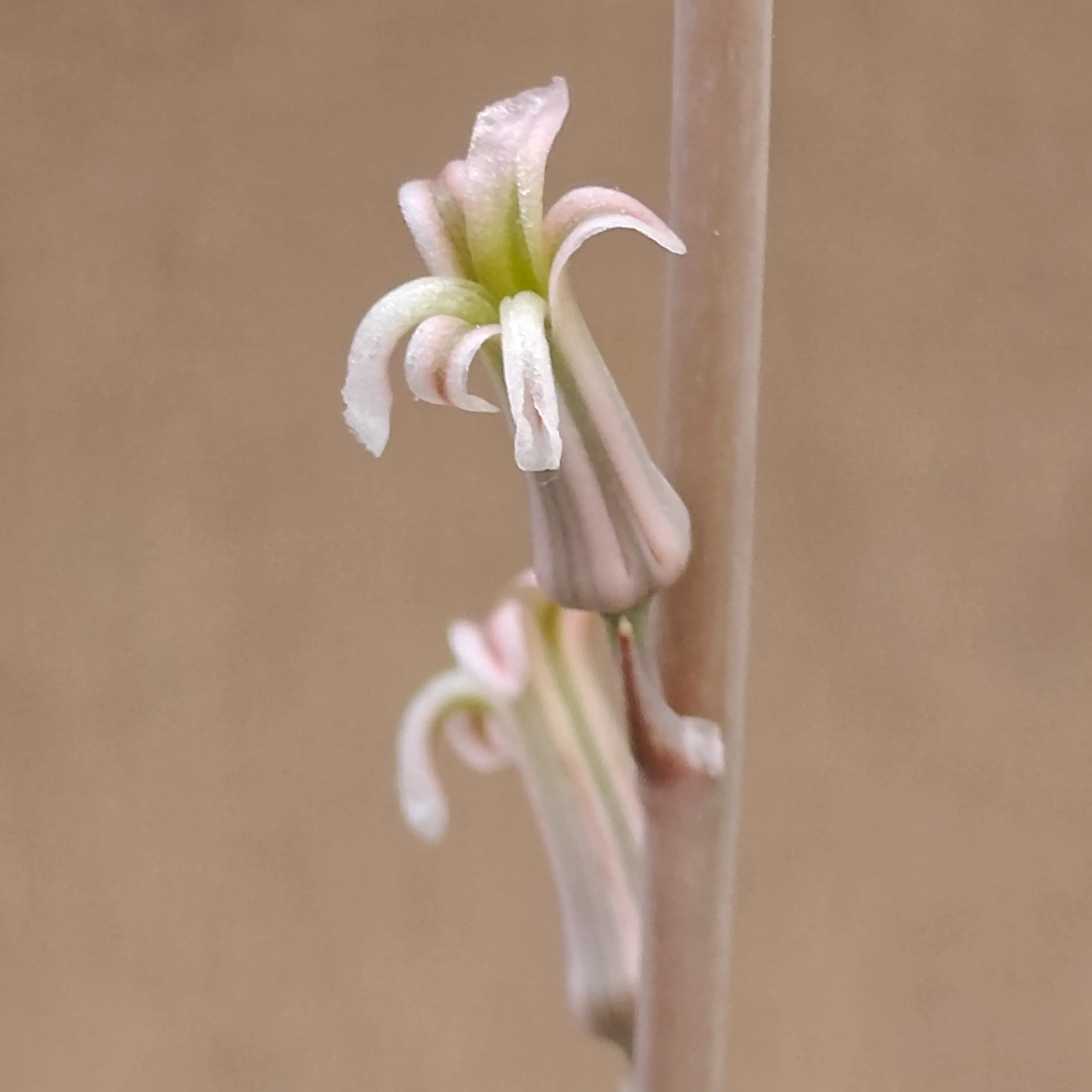 Haworthiopsis limifolia 2