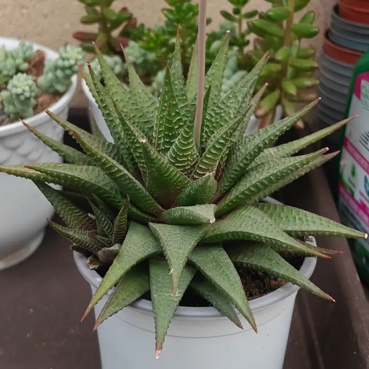 Haworthiopsis limifolia 1