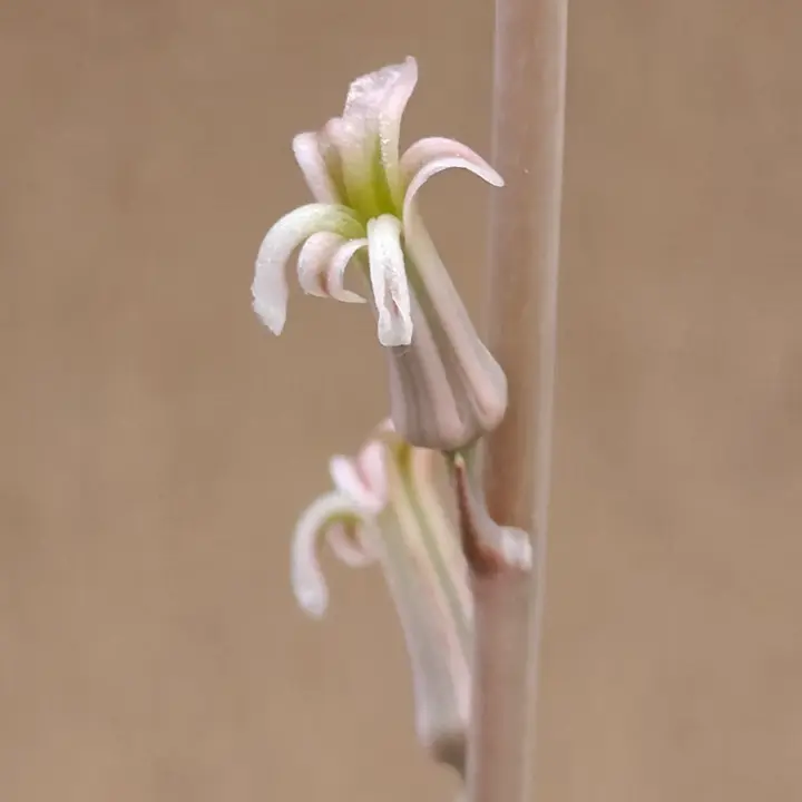 Haworthiopsis limifolia flor 1