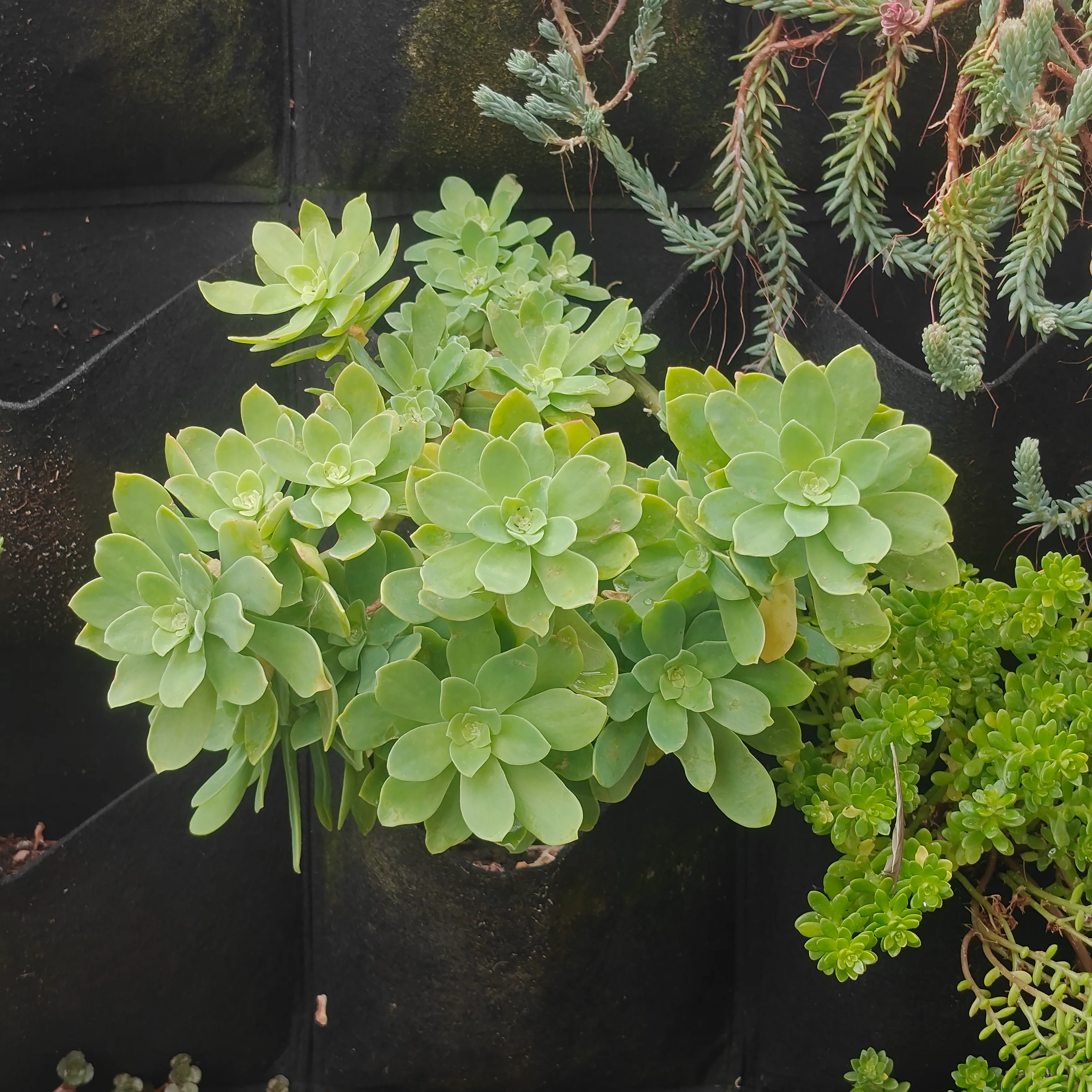 Sedum Compressum 3