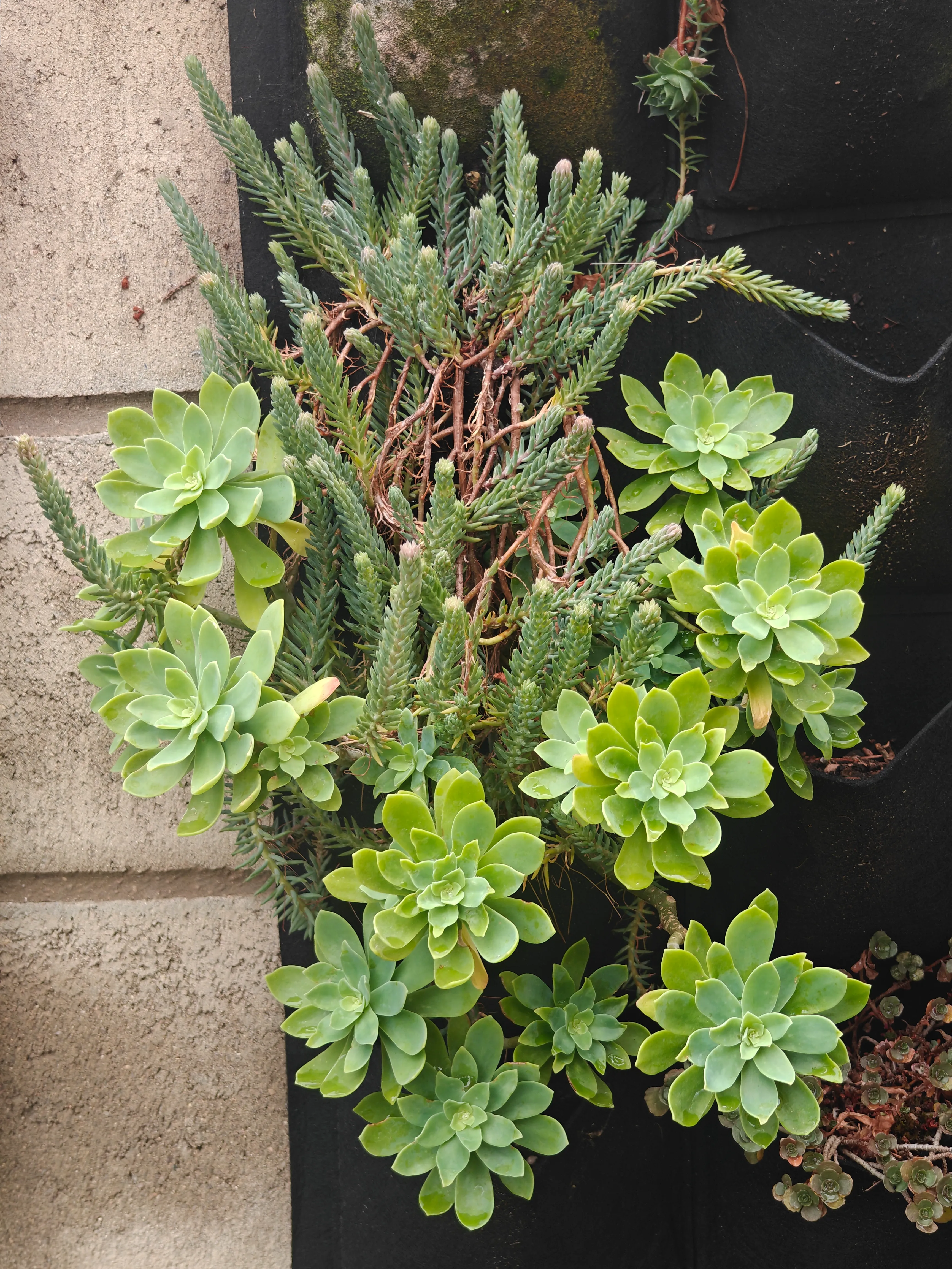 Sedum Compressum 4