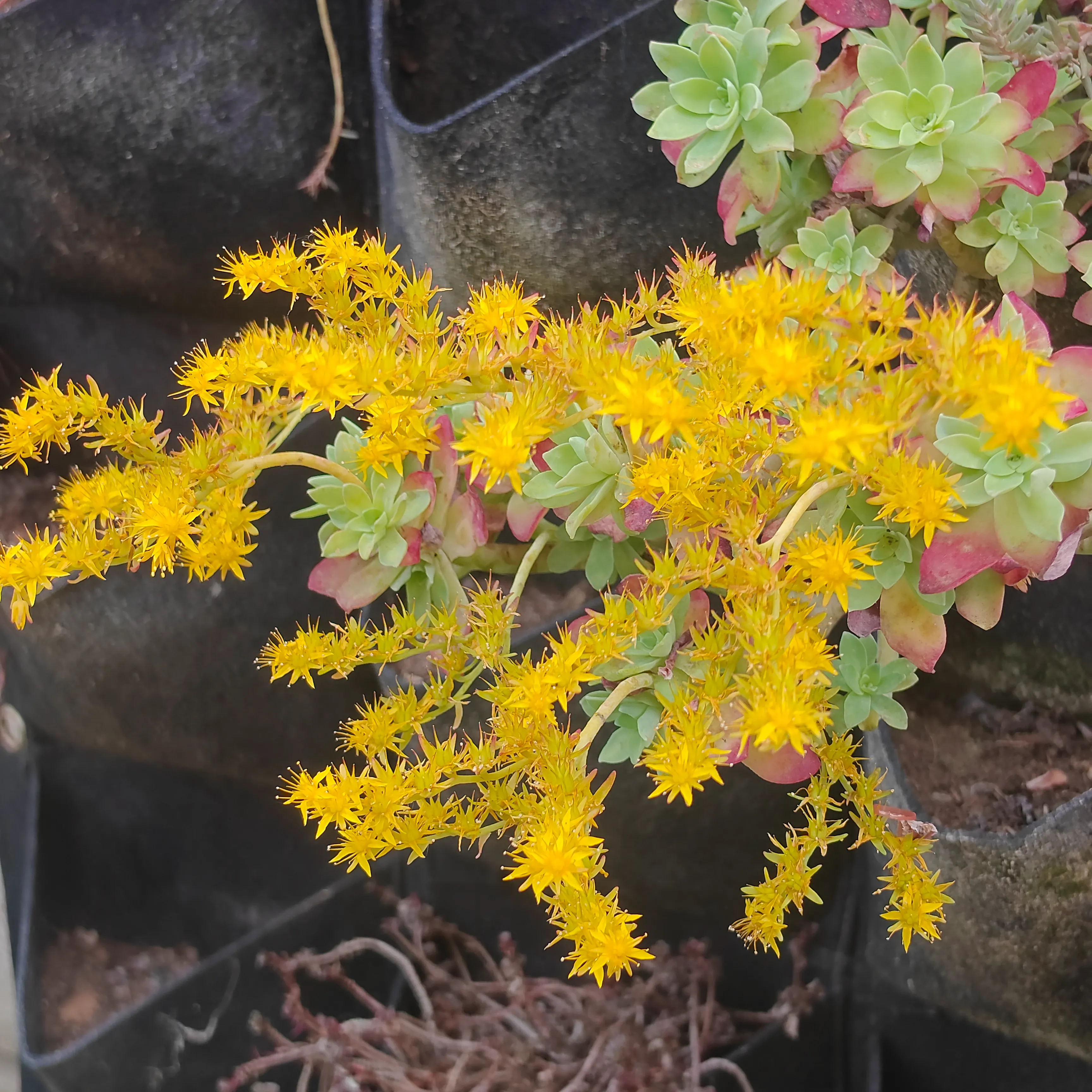Sedum Compressum 6