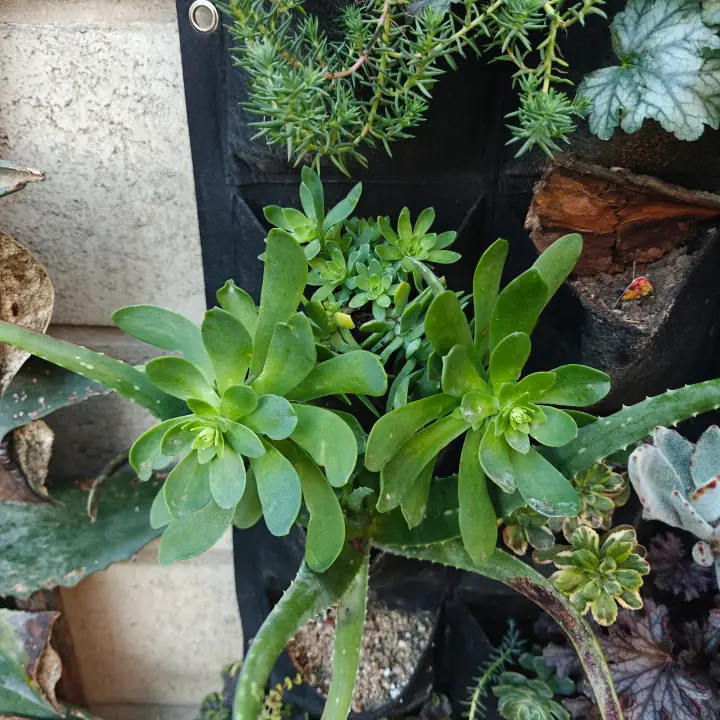 Sedum Compressum 2
