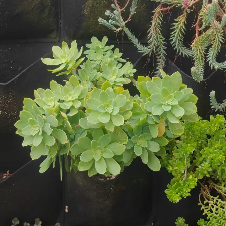 Sedum Compressum 3