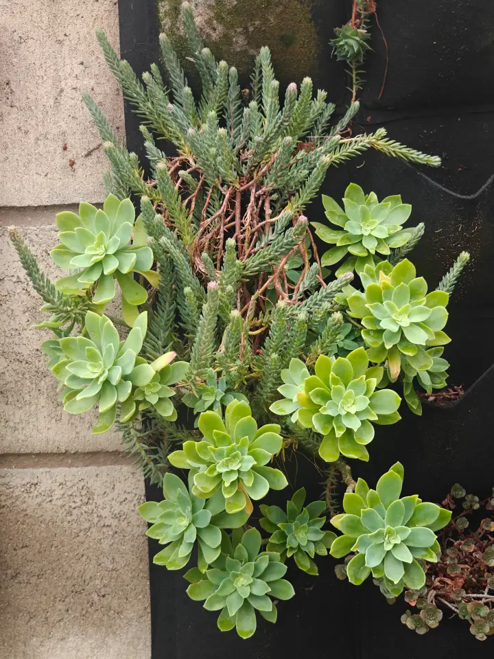 Sedum Compressum 4
