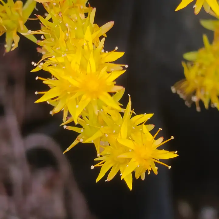 Sedum Compressum flor 1