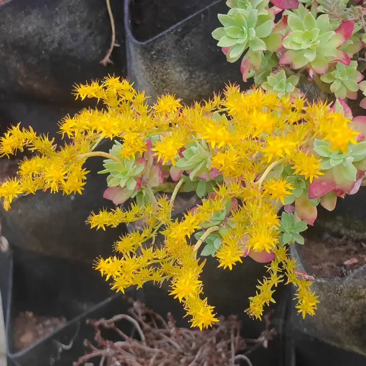 Sedum Compressum flor 2