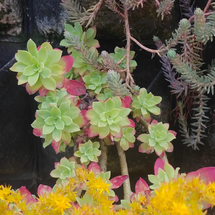 Sedum Compressum 1