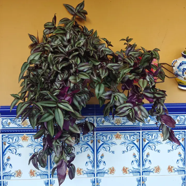 Tradescantia Zebrina 1