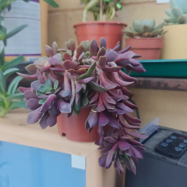 Anacampseros telephiastrum 1