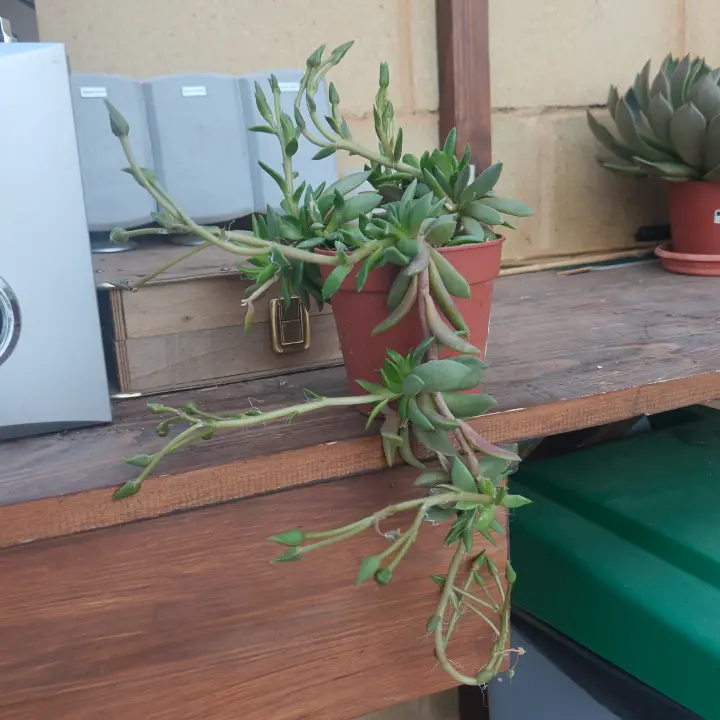 Anacampseros telephiastrum 2