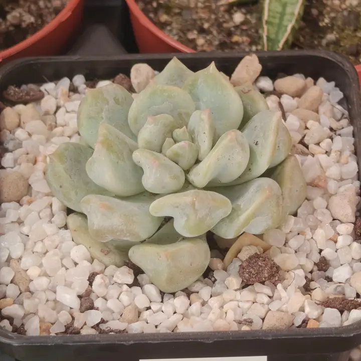 Echeveria 'Cream Puff' 1