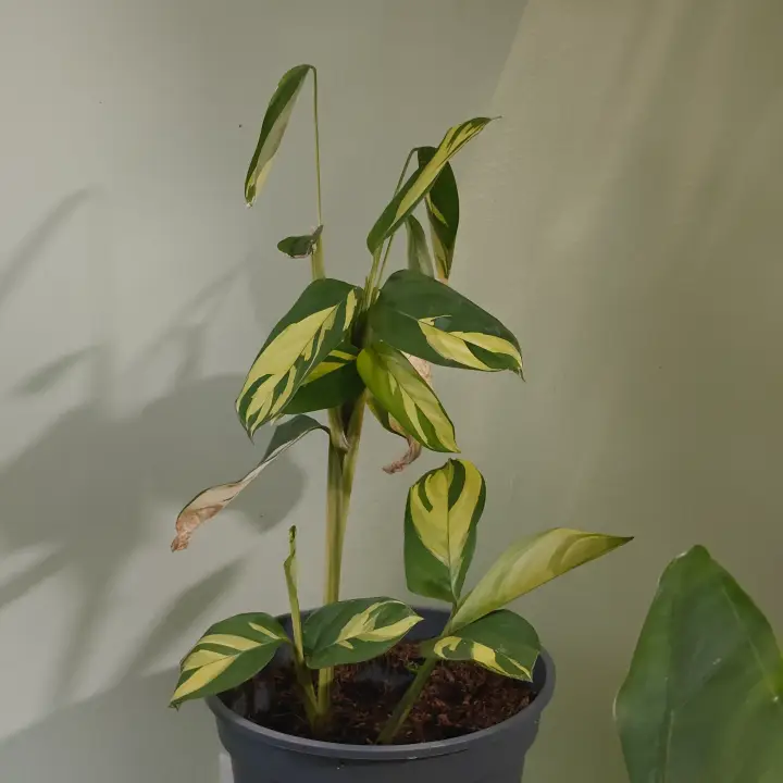 Ctenanthe lubbersiana 1