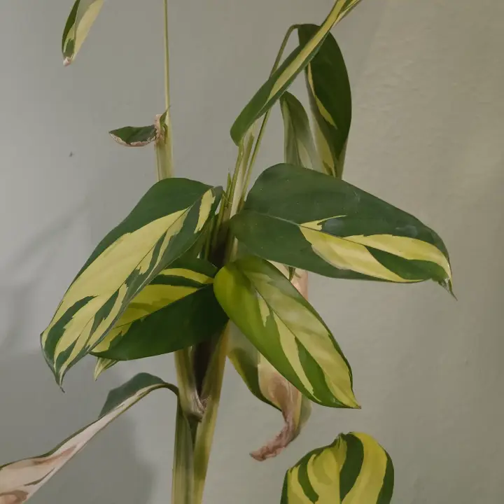 Ctenanthe lubbersiana 2
