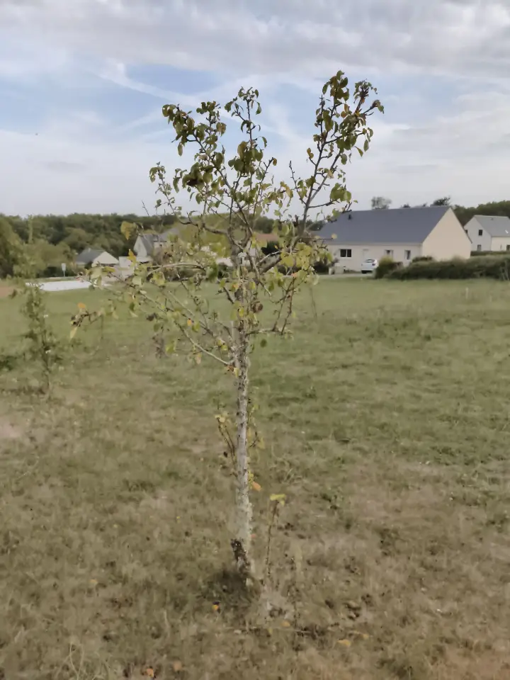 Pyrus communis 1