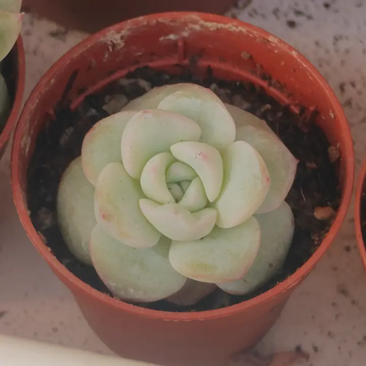 Echeveria Star Snow 1