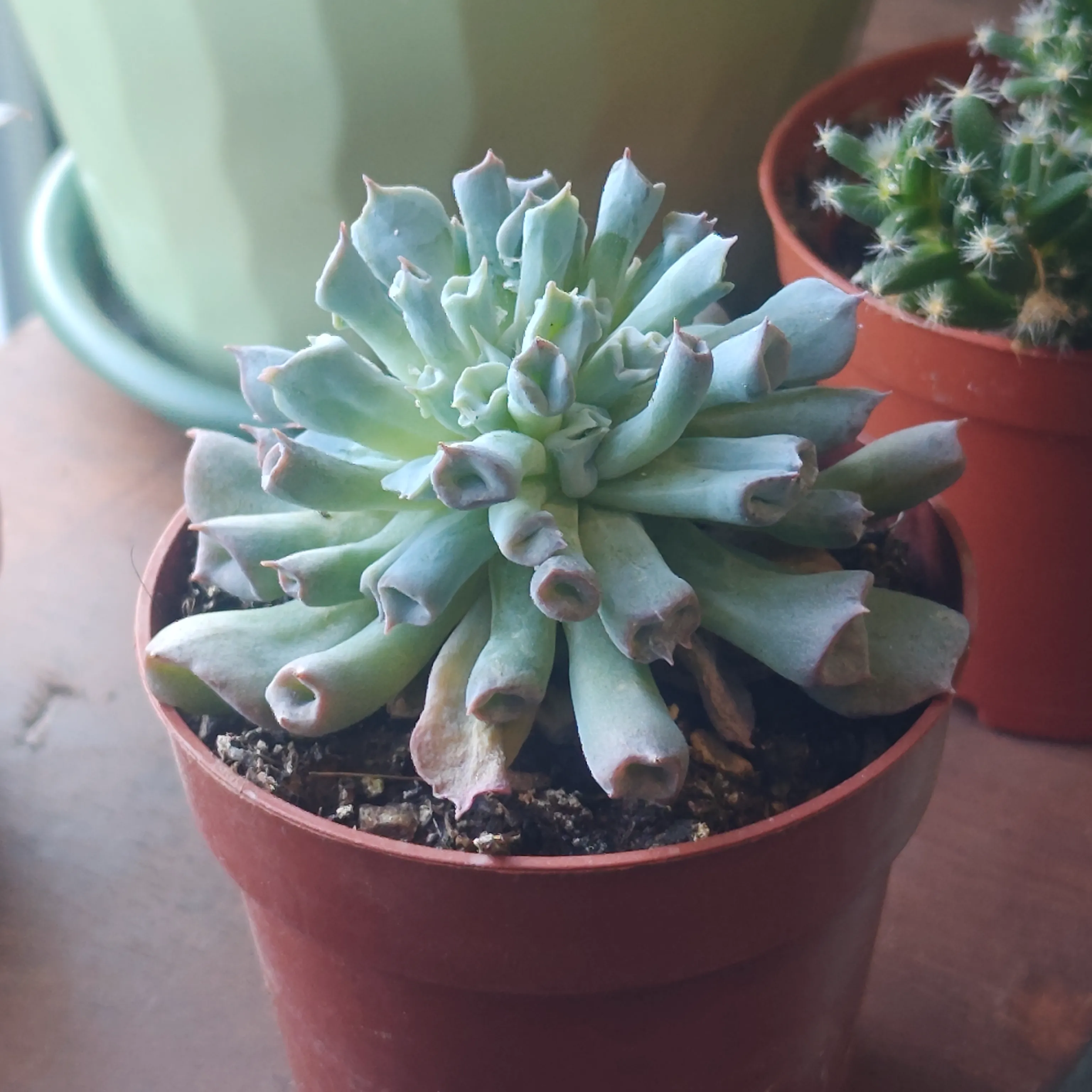 Echeveria runyonii