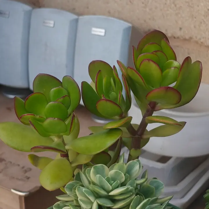 Crassula Ovata 1