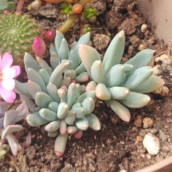 Pachyphytum hookeri 1