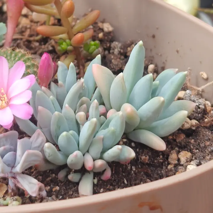 Pachyphytum hookeri 2