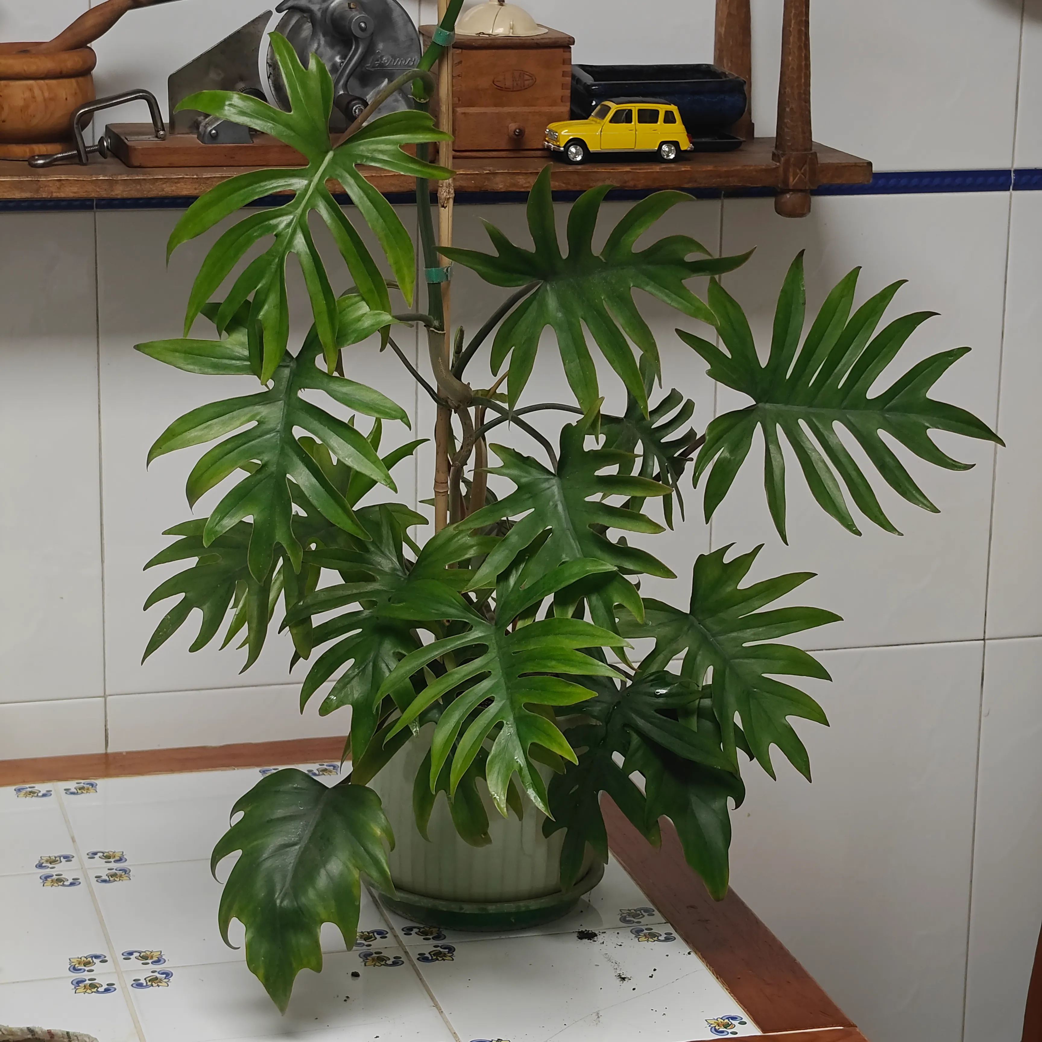 Philodendron mayoi