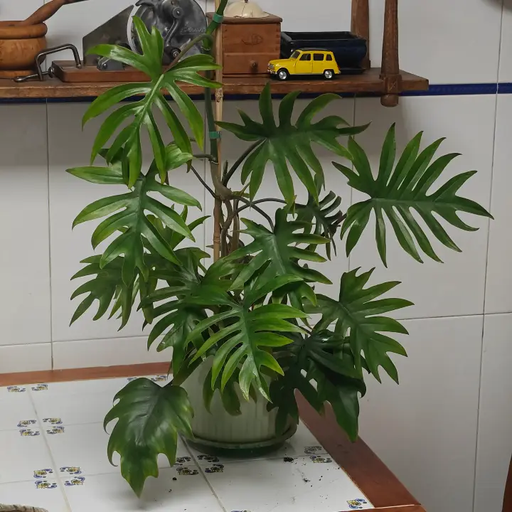 Philodendron mayoi 3