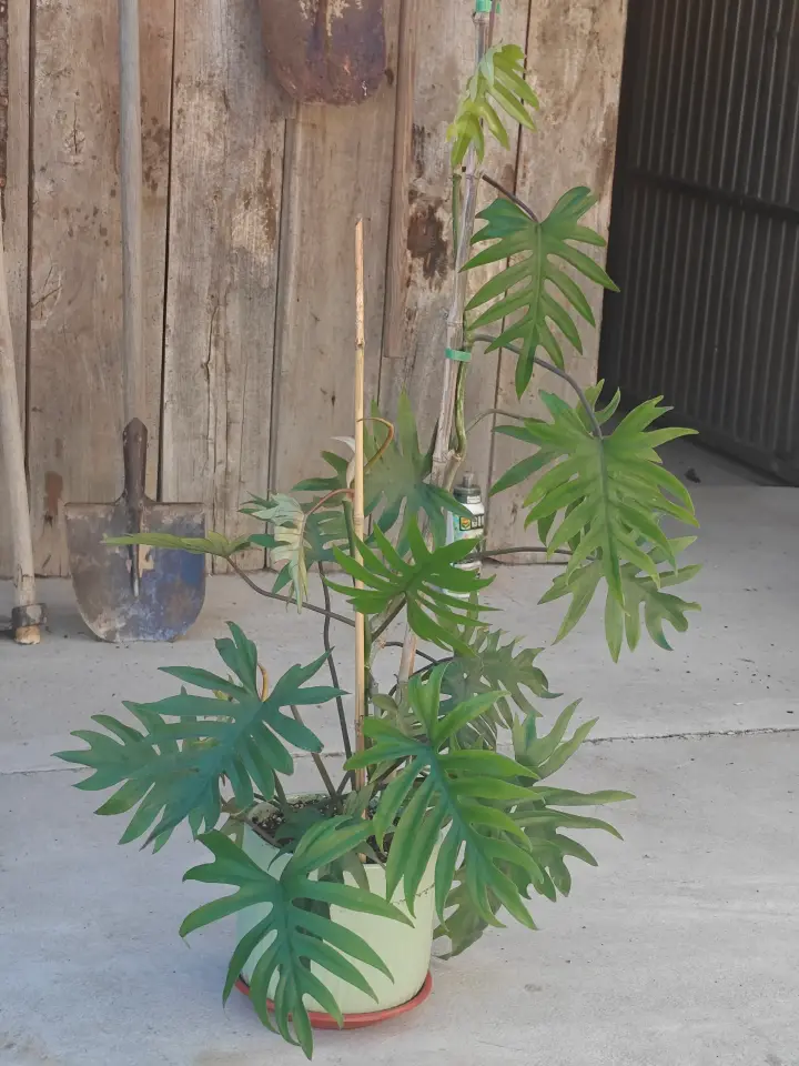 Philodendron mayoi 1