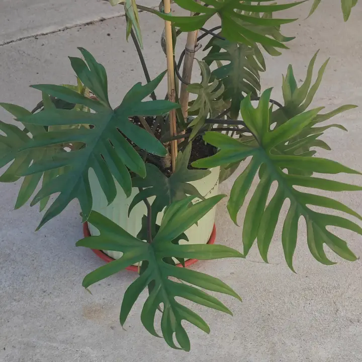Philodendron mayoi 2