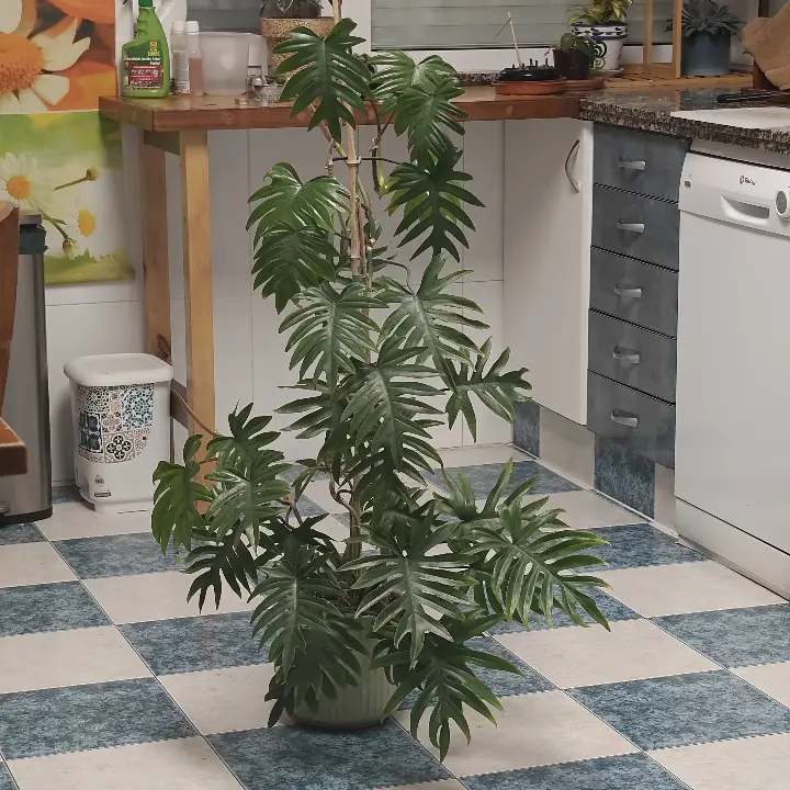 Philodendron mayoi 1