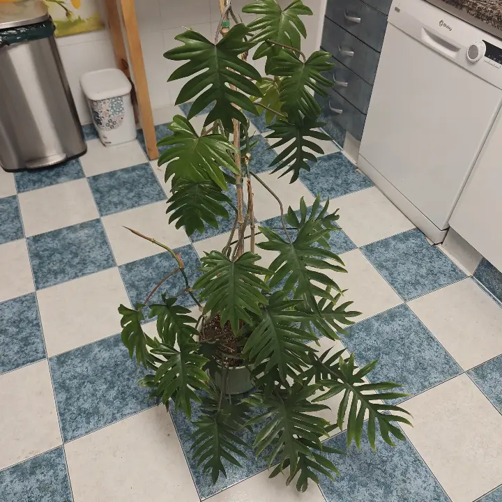 Philodendron mayoi 2