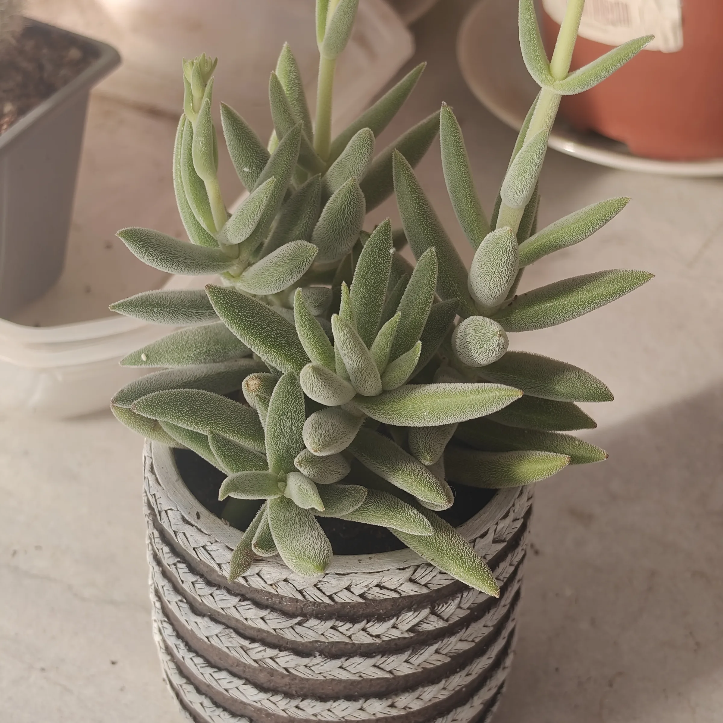 Crassula mesembryanthoides