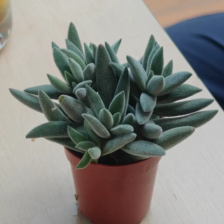 Crassula mesembryanthoides 1