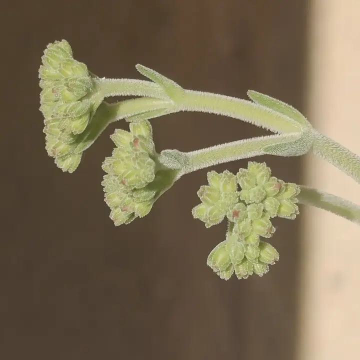 Crassula mesembryanthoides flor 3