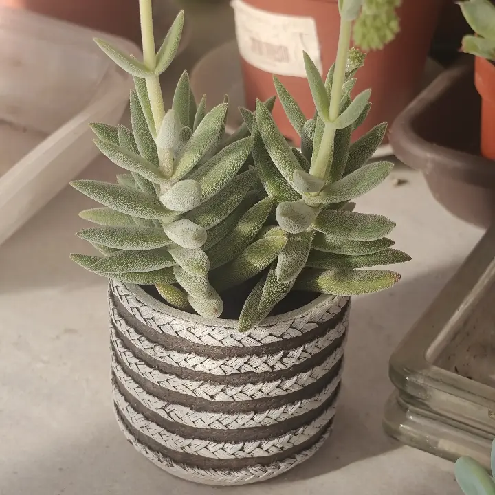 Crassula mesembryanthoides 2