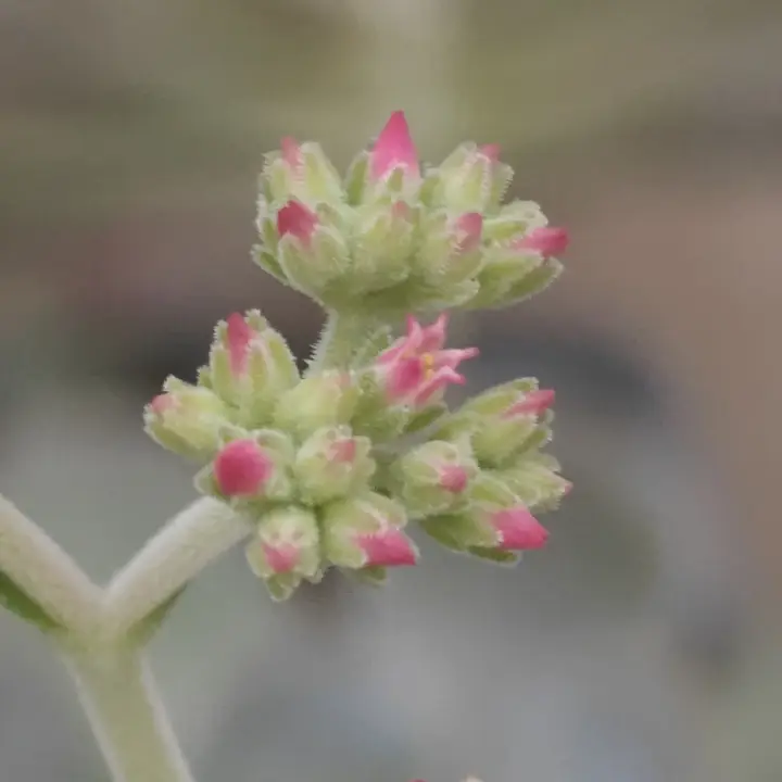Crassula mesembryanthoides flor 1