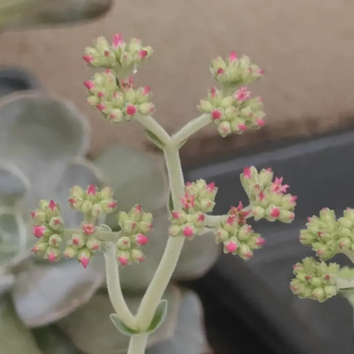Crassula mesembryanthoides flor 2