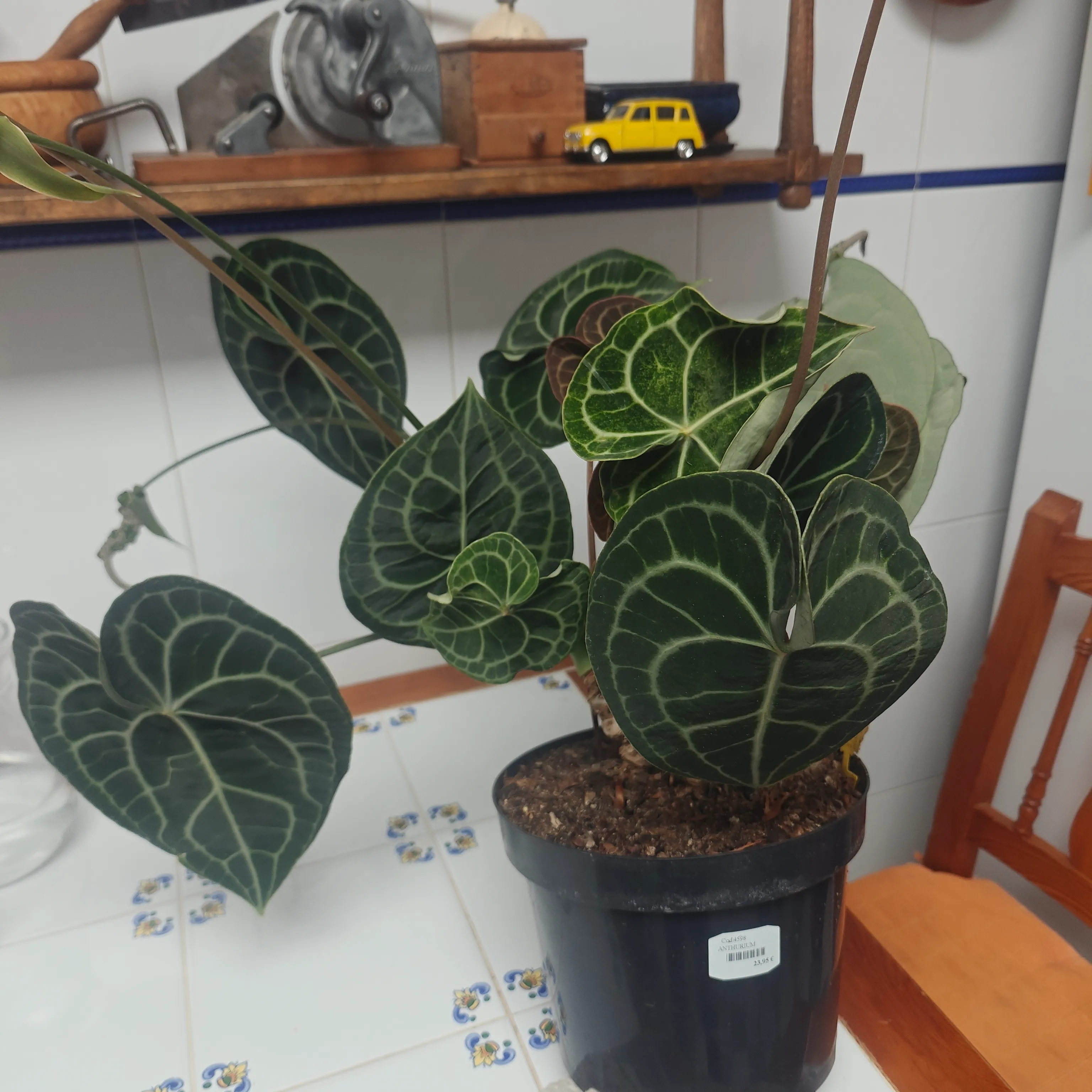 Anthurium clarinervium