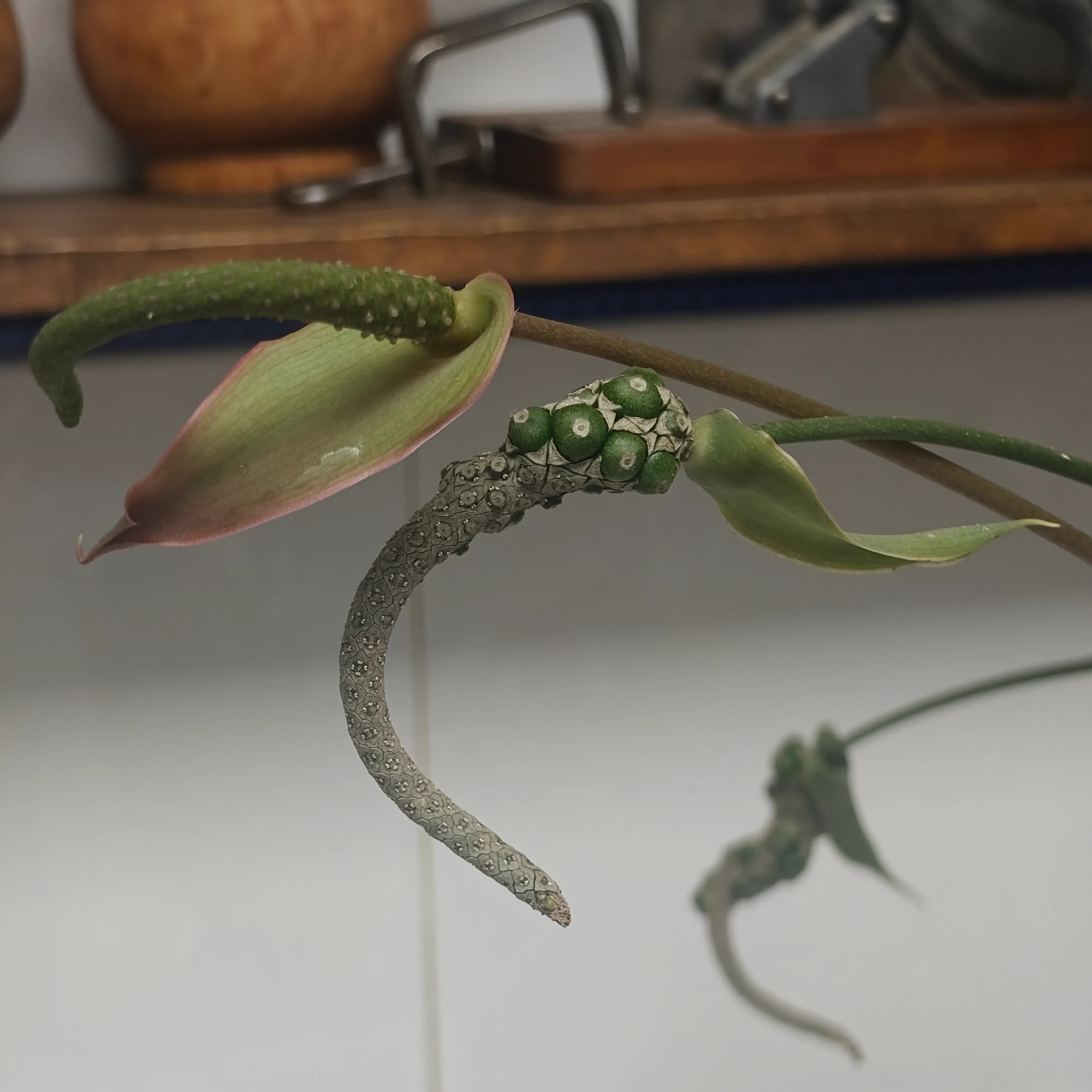 Anthurium clarinervium 4