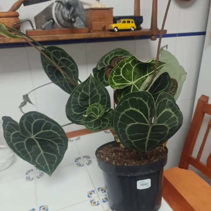 Anthurium clarinervium 1
