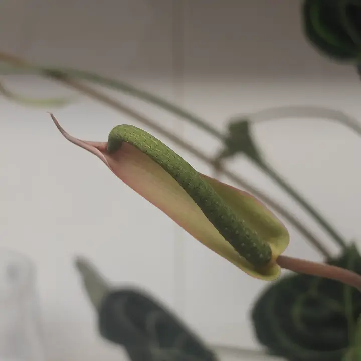 Anthurium clarinervium flor 1