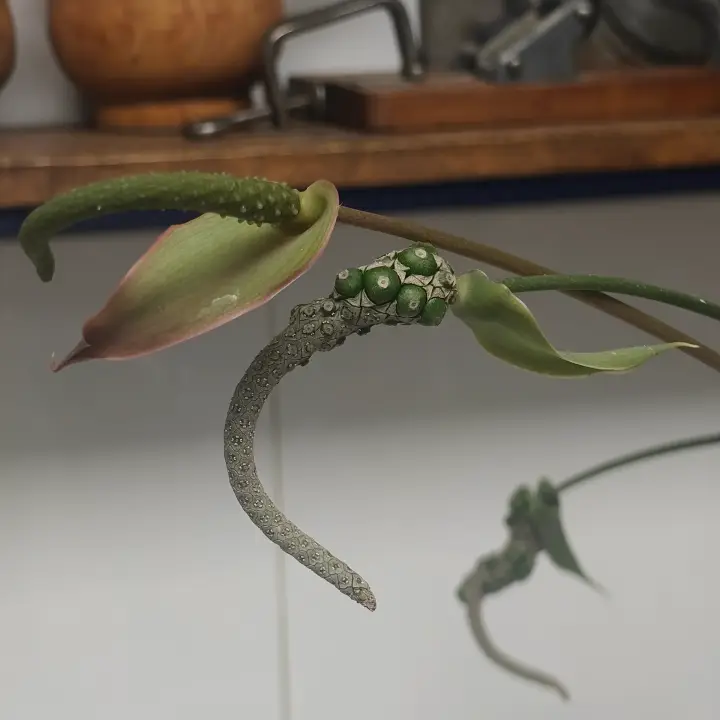 Anthurium clarinervium flor 2