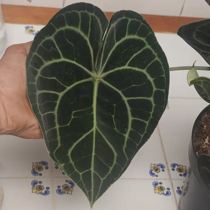 Anthurium clarinervium 2