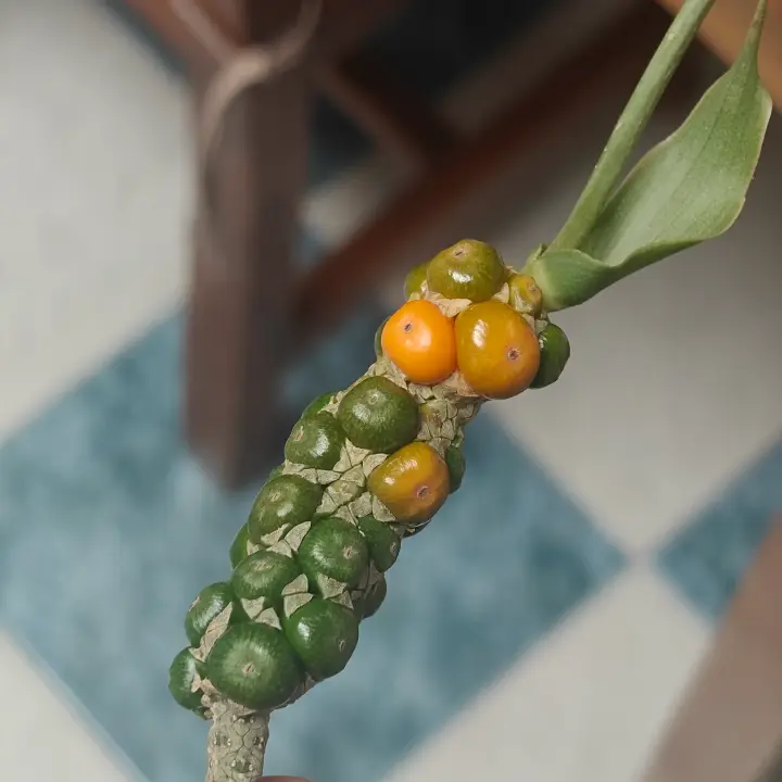Anthurium clarinervium flor 3