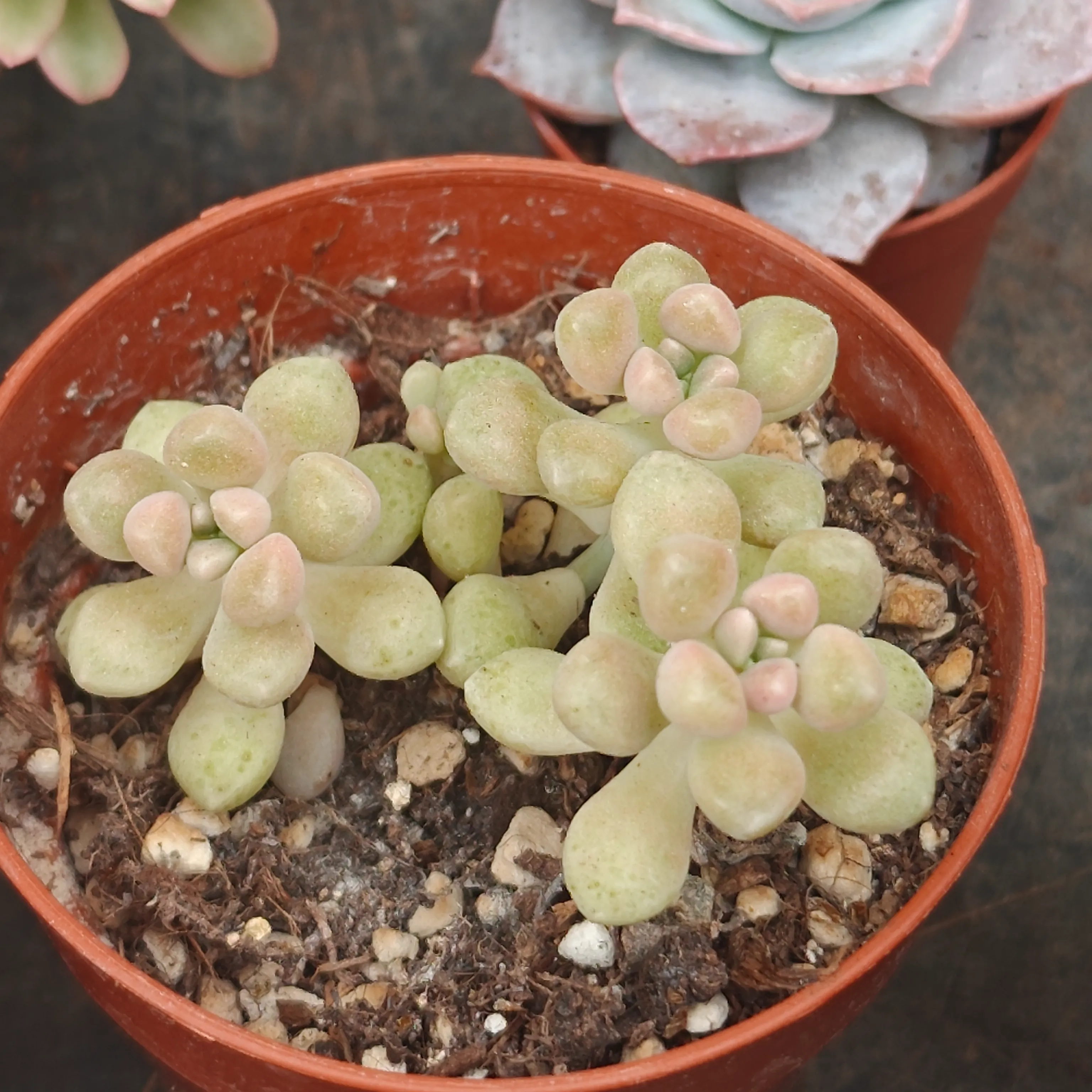 Graptosedum Mendozae 2