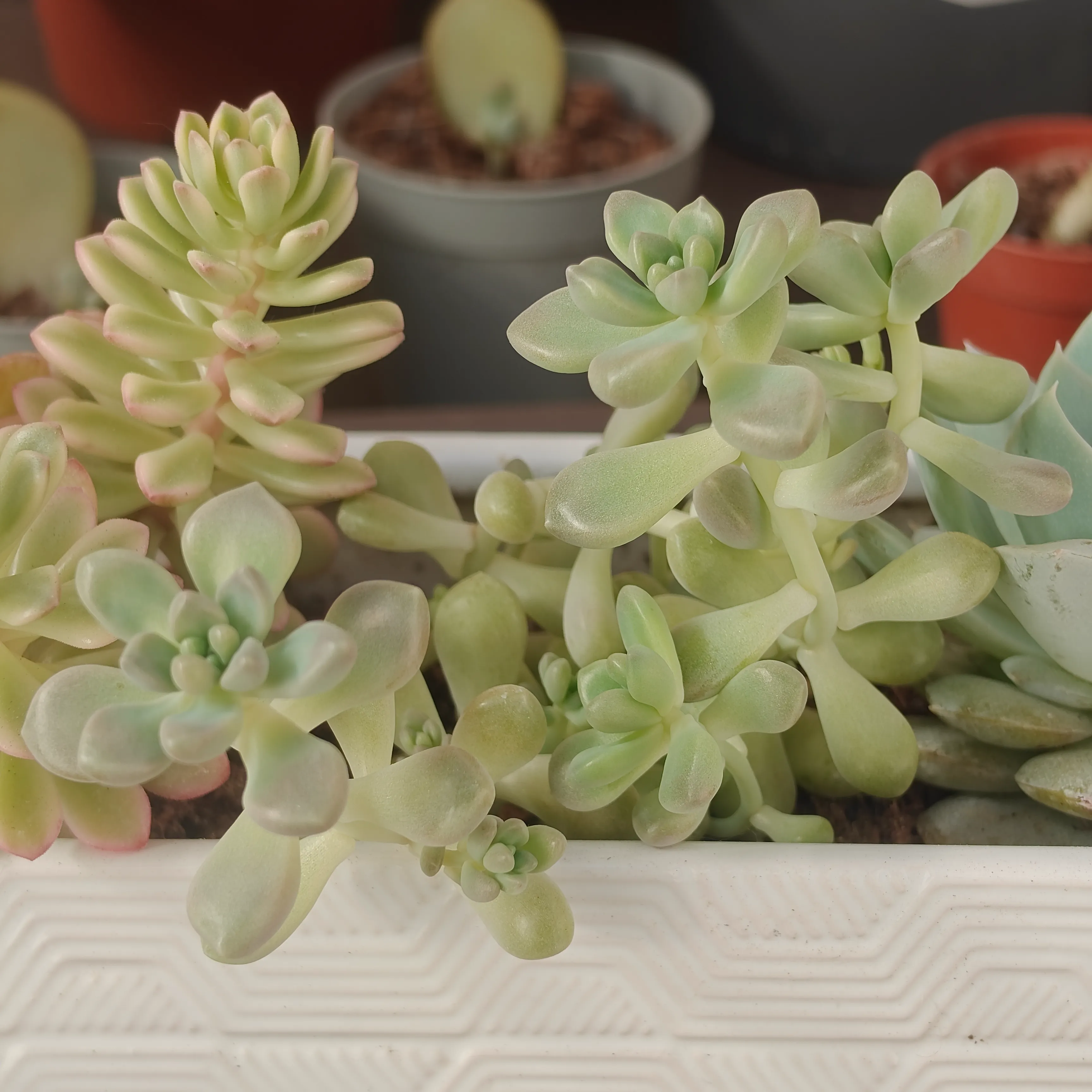 Graptosedum Mendozae