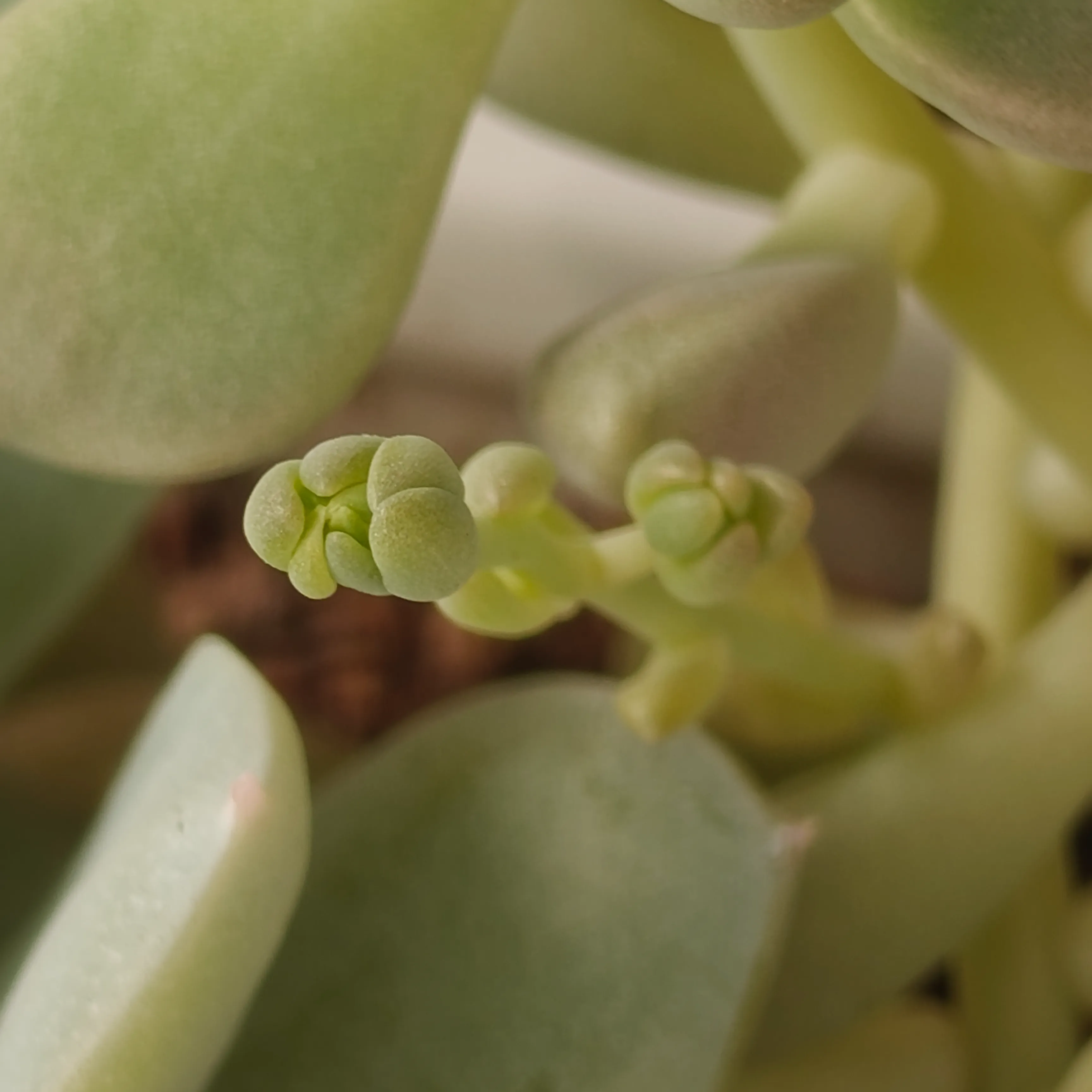 Graptosedum Mendozae 3