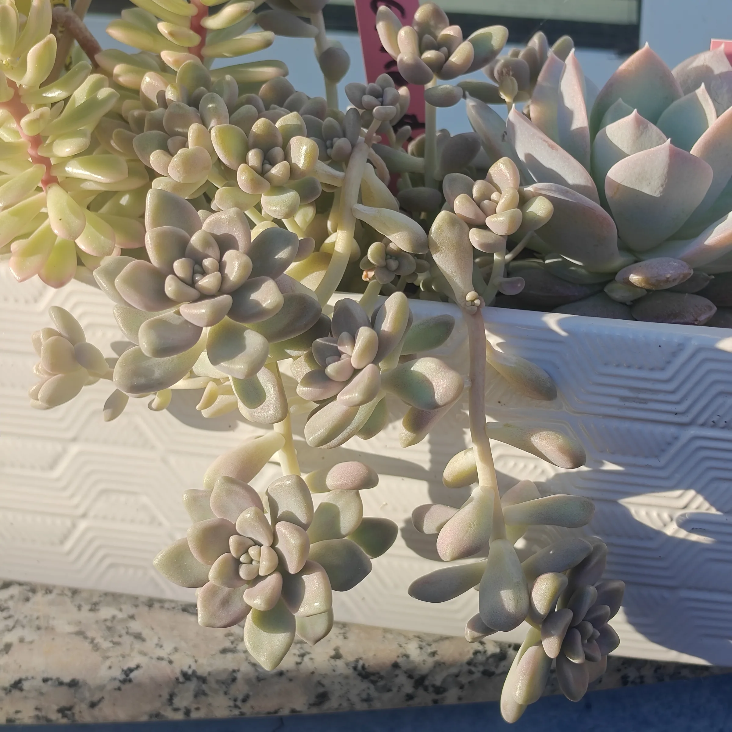 Graptosedum Mendozae 2