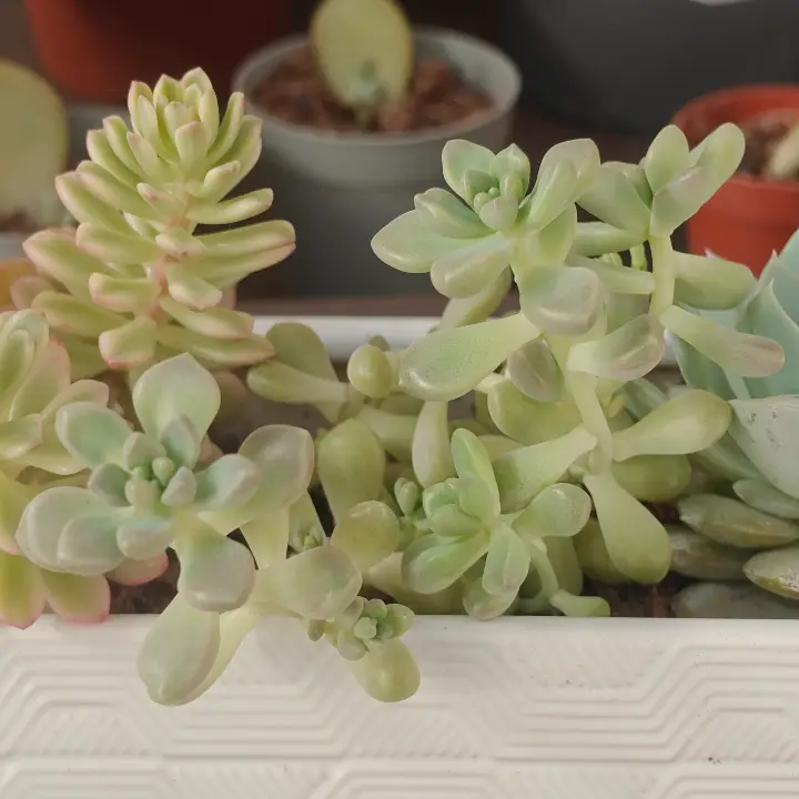 Graptosedum Mendozae 3