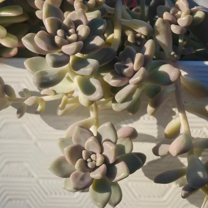 Graptosedum Mendozae 1
